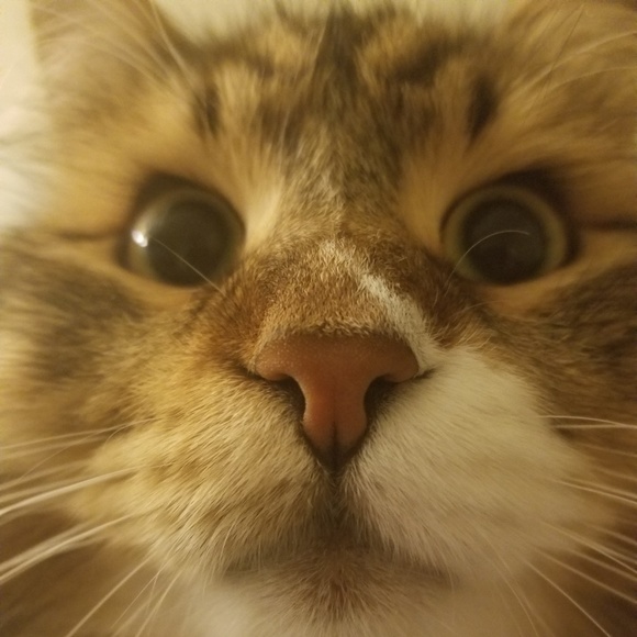 Meet Toffee! - Picture 8 of 8